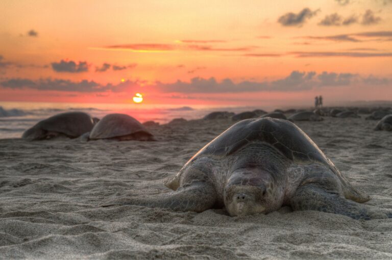 How to See Nesting Sea Turtles in Florida on a Turtle Walk