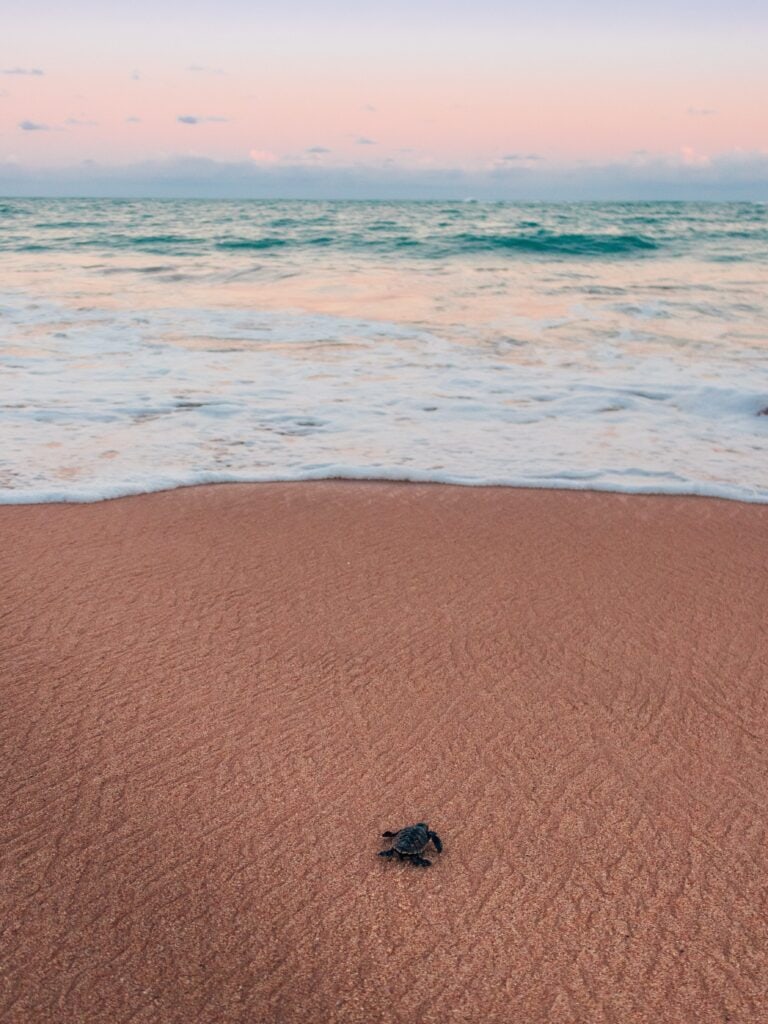 How to See Nesting Sea Turtles in Florida on a Turtle Walk