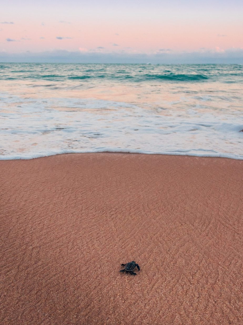 turtle nesting tours florida