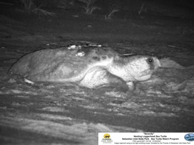 How to See Nesting Sea Turtles in Florida on a Turtle Walk