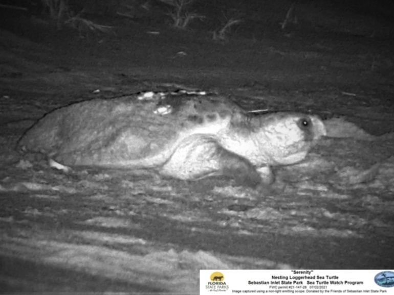 serenity sea turtle - black and white photo of turtle laying eggs in her nest