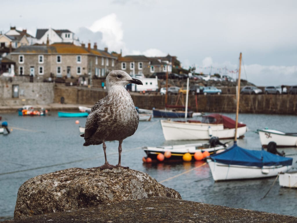 Seagull in Mousehole harbor