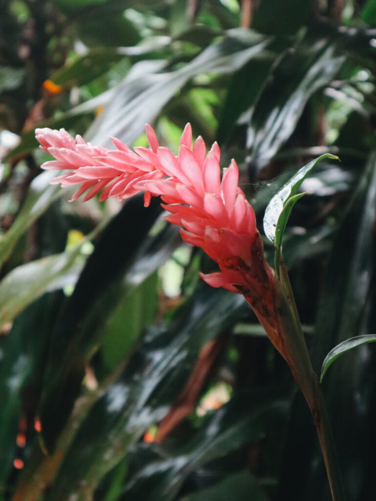 A flower in the Peru Amazon