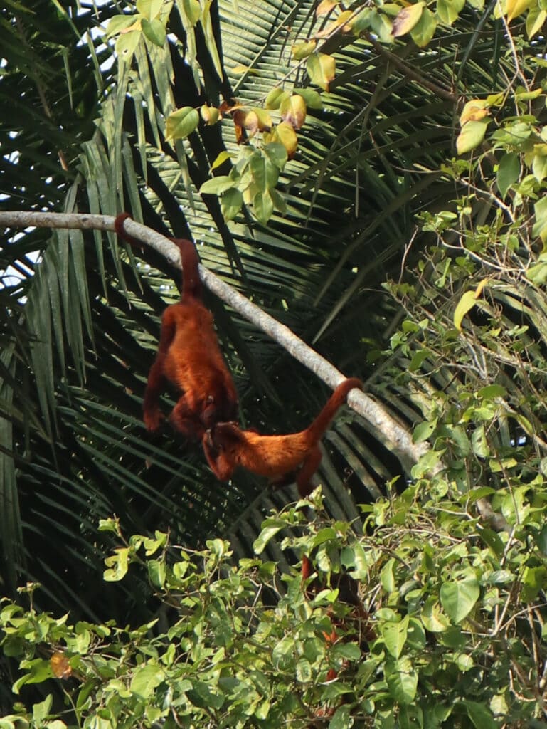 Monkeys playing in the Peru Amazon