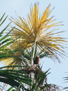 Monkey in a palm tree in the Peru Amazon