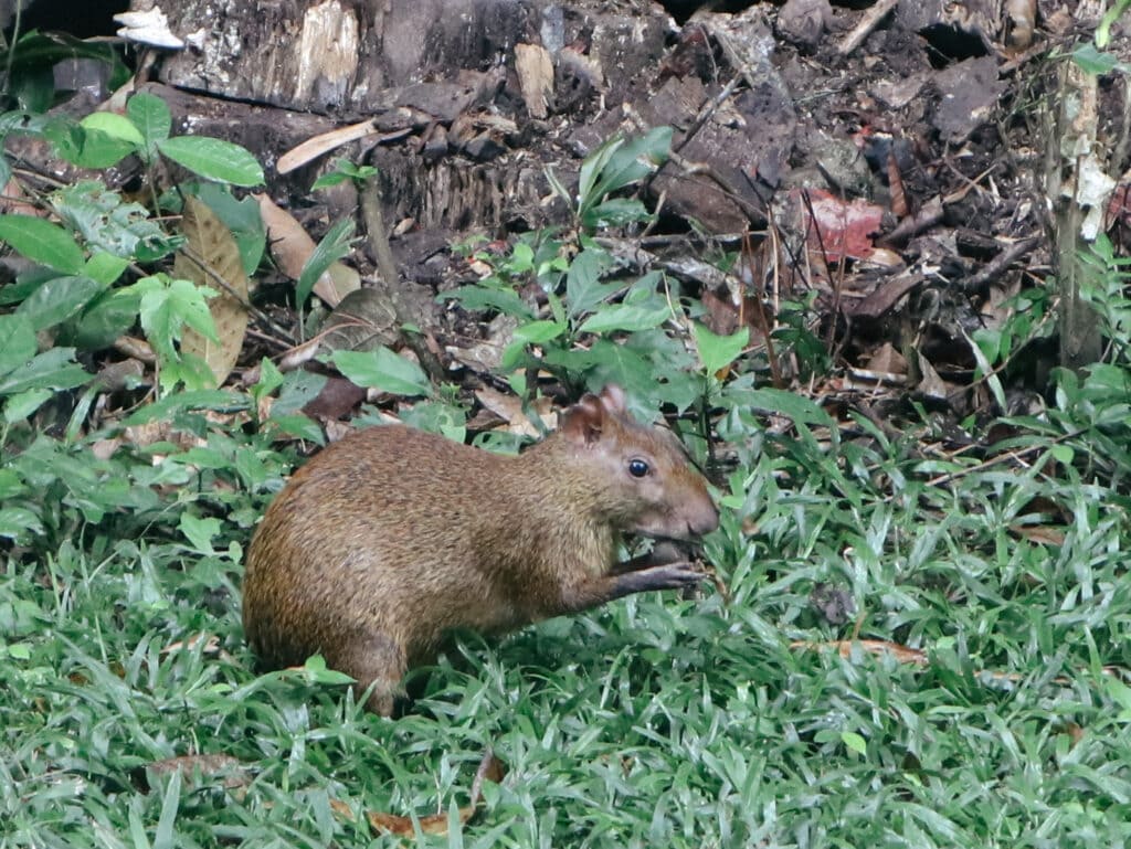An agouti, a rodent native to Peru