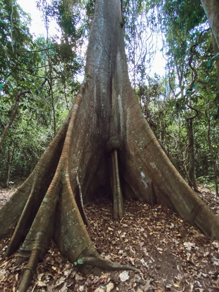 Visiting the Peruvian Amazon is a bucket list item. The Peruvian Amazon covers 60% of Peru. Inspire your trip with these photos and tips.