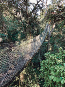 Hanging bridge over the Amazon rainforest