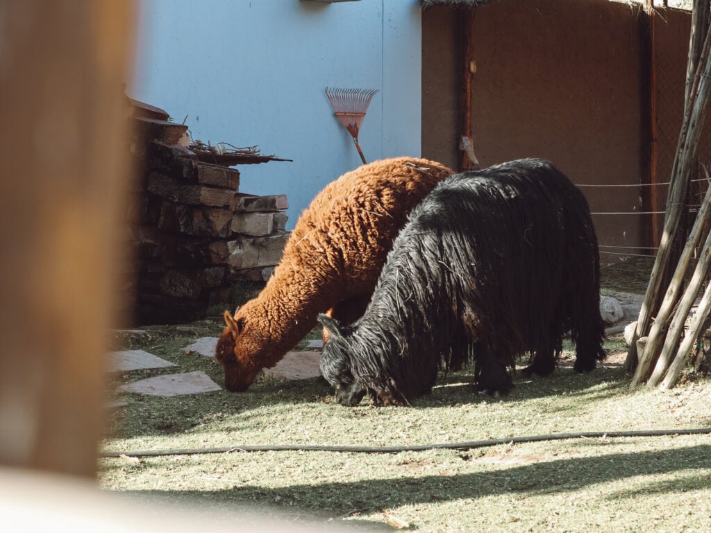 the alpacas of mundo alpaca