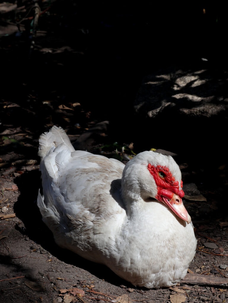 Duck at a coffee farm in Peru