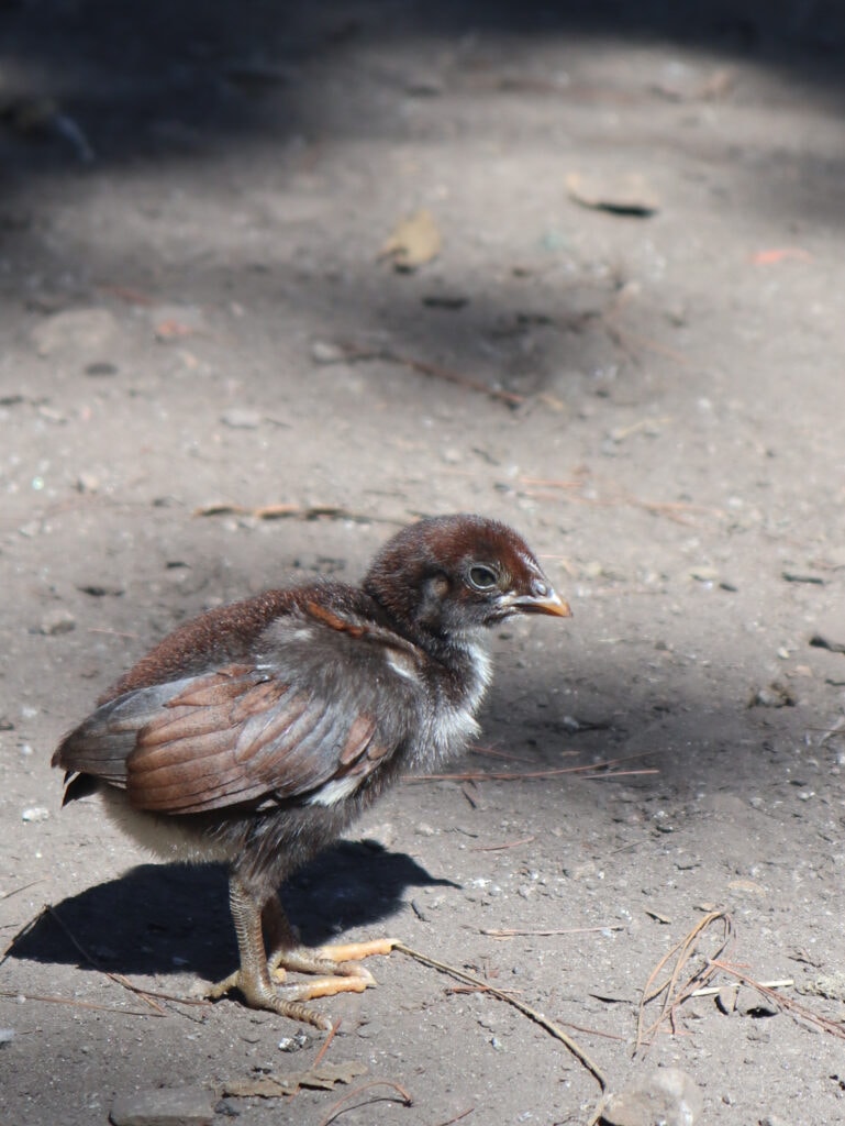 A chick on the salkantay trek in Peru