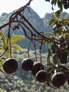 Avocados hang from trees along the salkantay trek in Peru