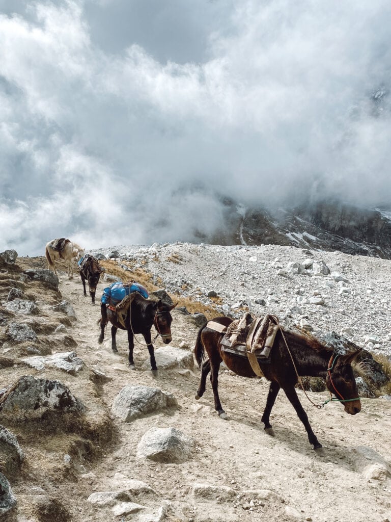Horses in the mountains in peru along the salkantay trek