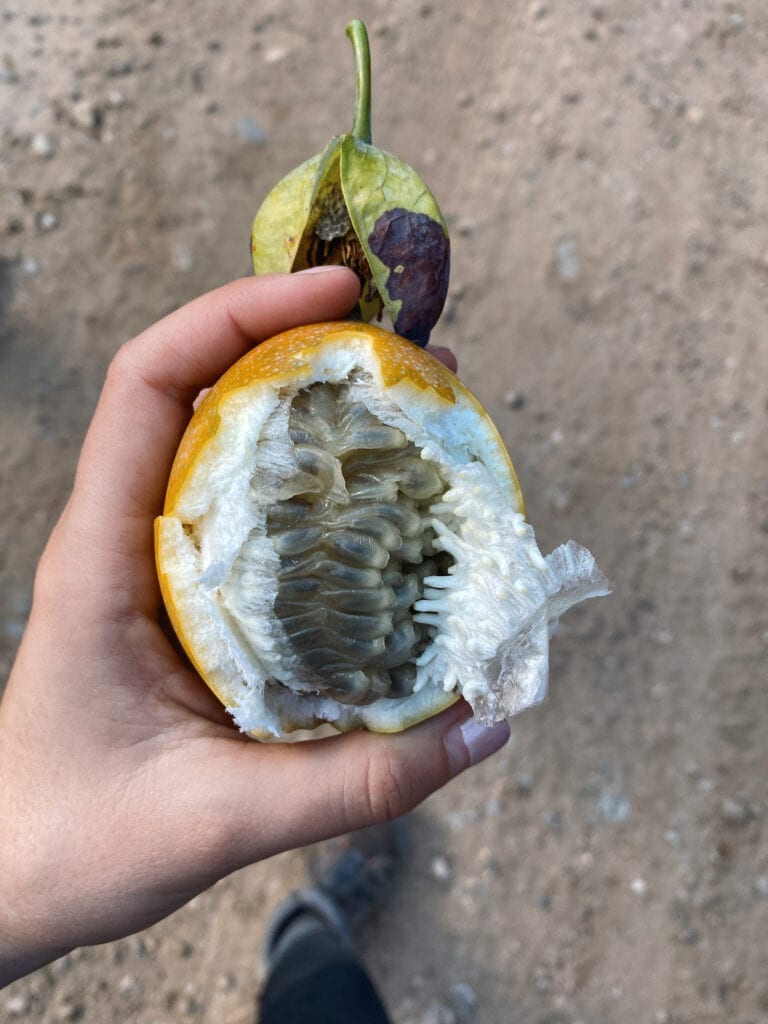 A grenadilla, a peruvian fruit along the salkantay trek