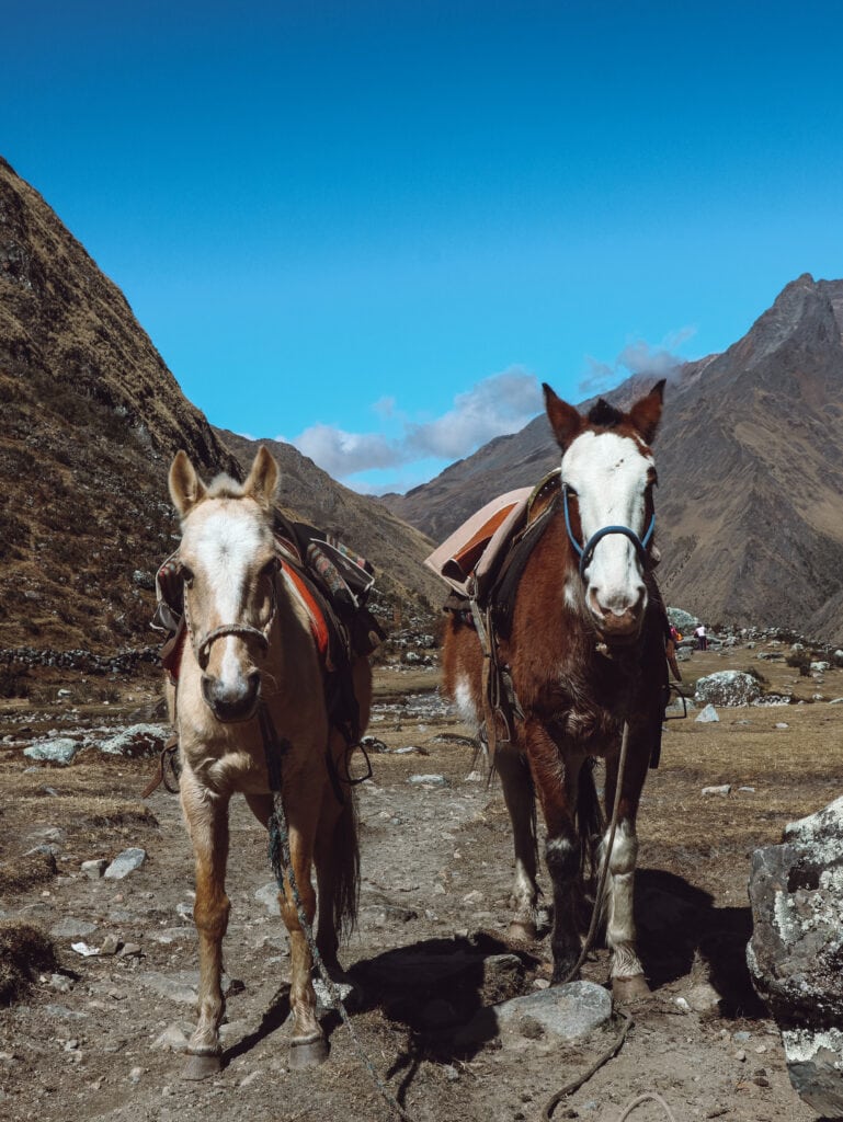 Two horses along the salkantay trek in peru