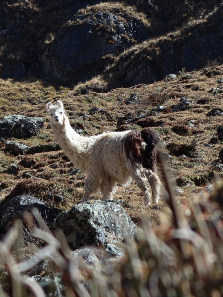 Llamas along the salkantay trek