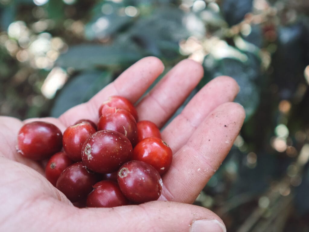 Dan's hand with many red coffee berries freshly picked