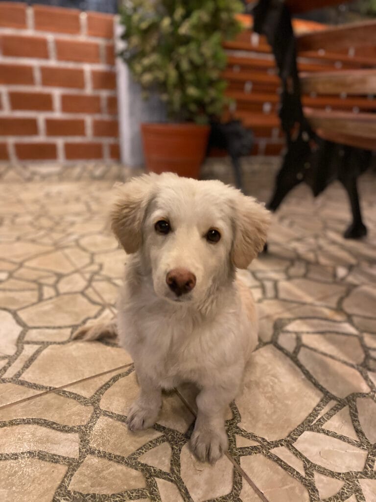 Loki the dog at Hotel Friendly AQP in Arequipa Peru