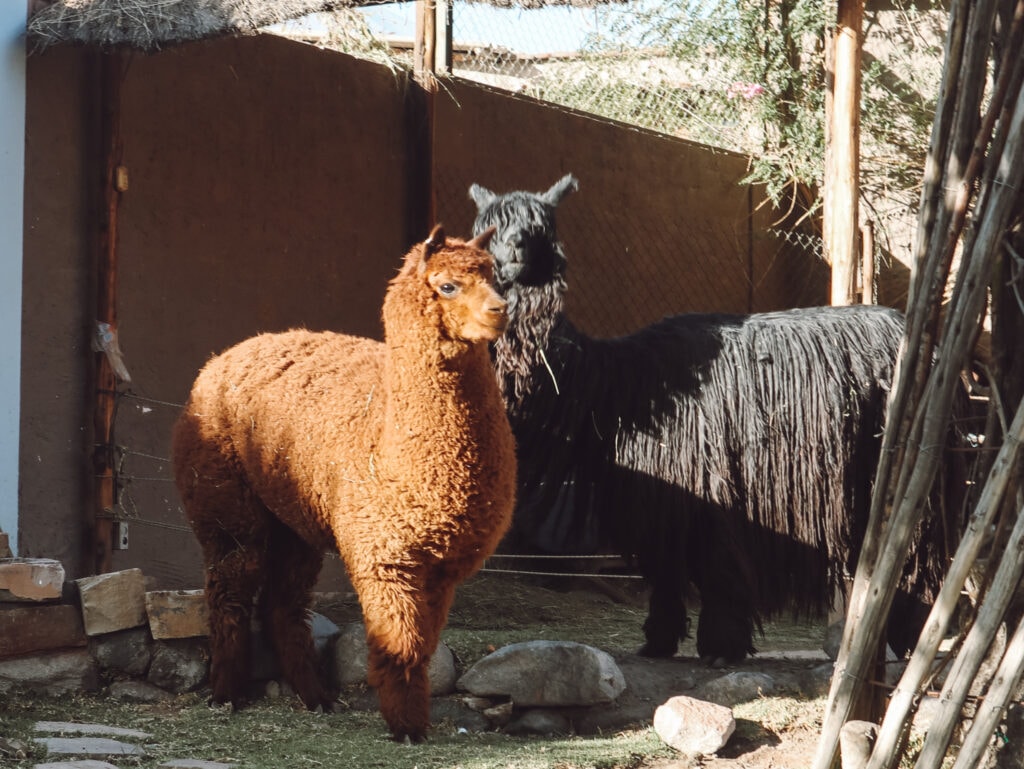 two llamas at Mundo Alpaca in Arequipa
