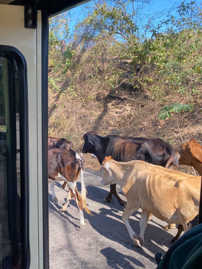 Cows outside a bus window, walking down the road.