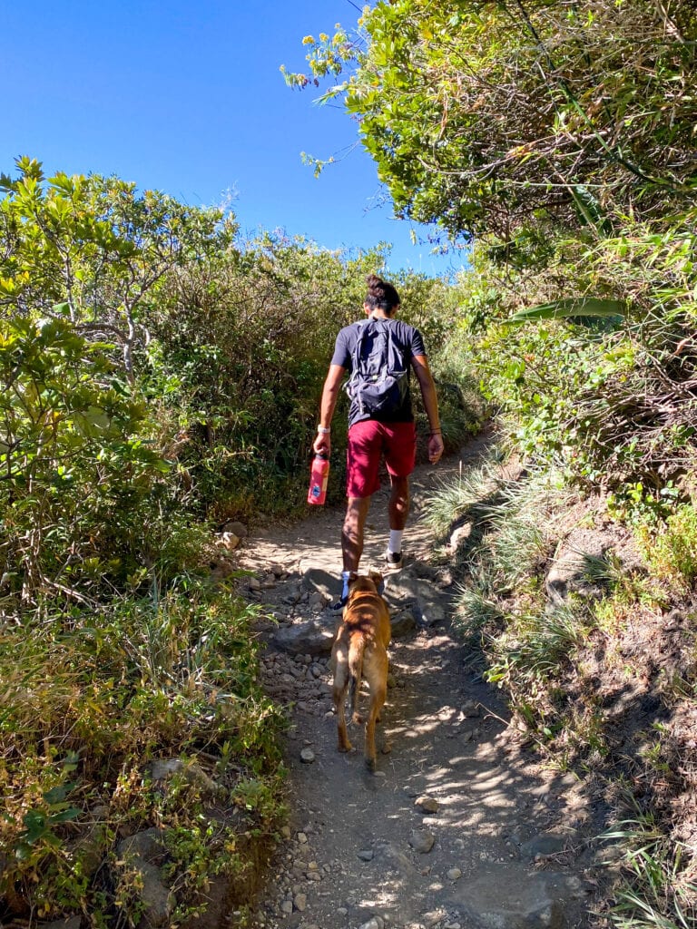 Man in red shorts hikes through forest trail with street dog following him.