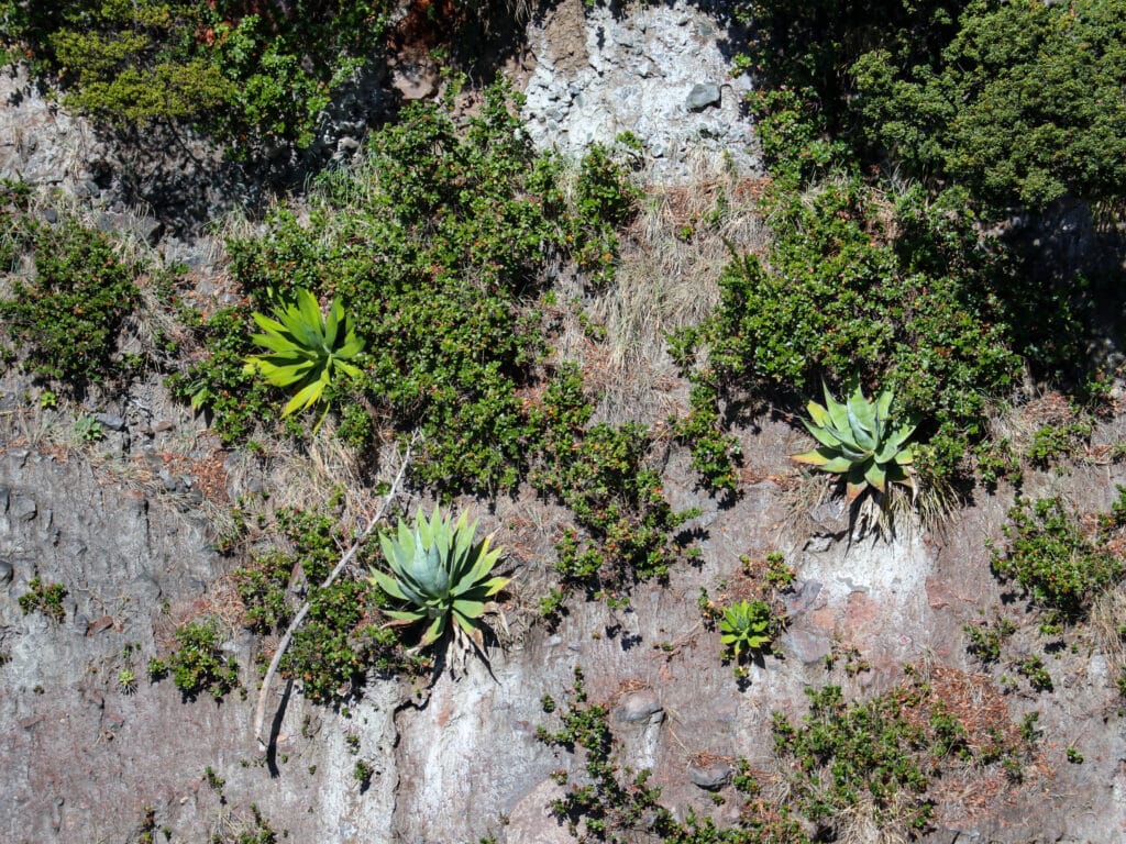 Rocky hillside with plants that resemble agave or aloe vera.