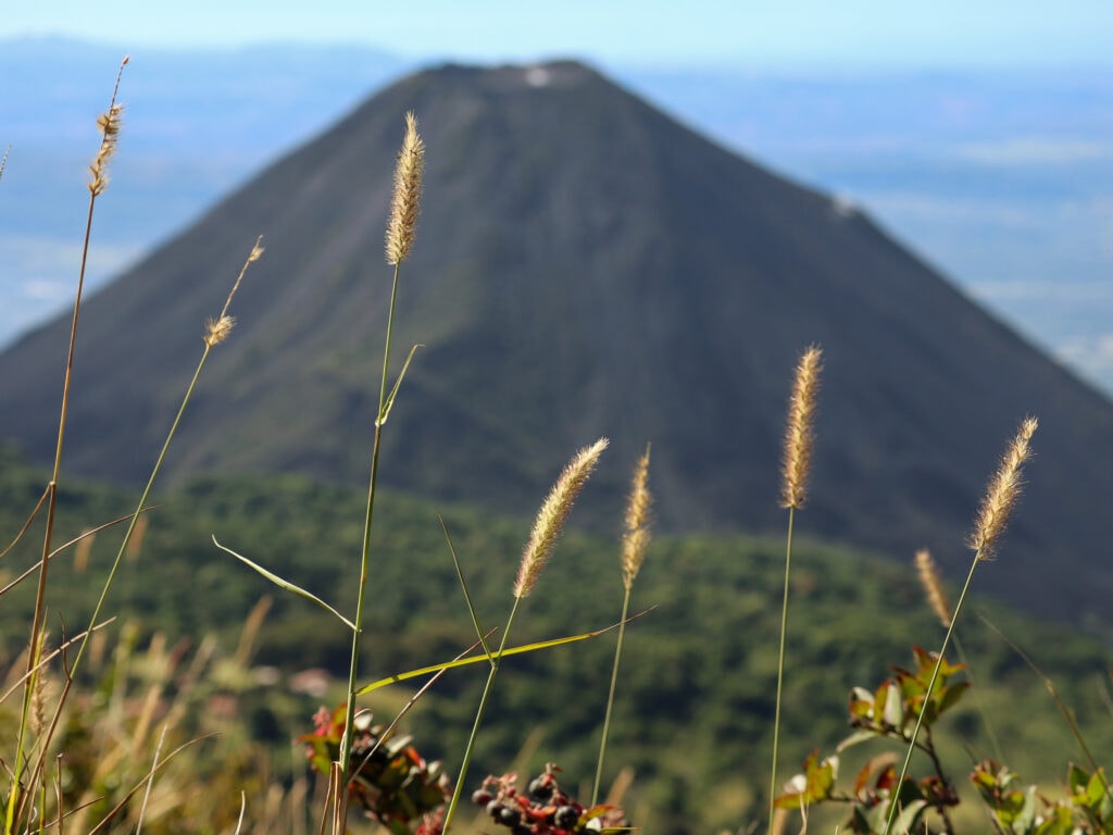 Grasses in focus in foreground with view of Izalco Volcano in the background.