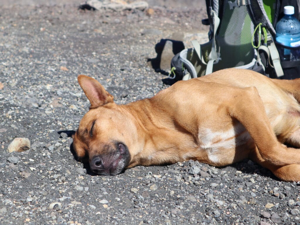 Brown street dog naps in the gravel at the summit of Santa Ana Volcano.