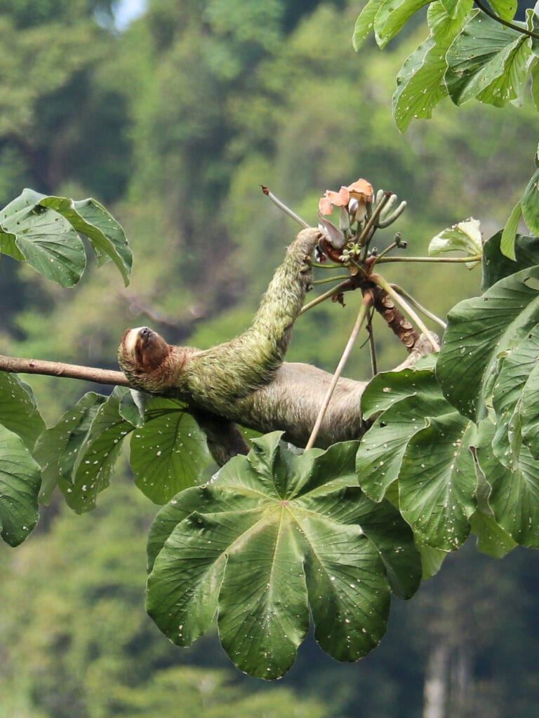 a sloth relaxing on a tree branch