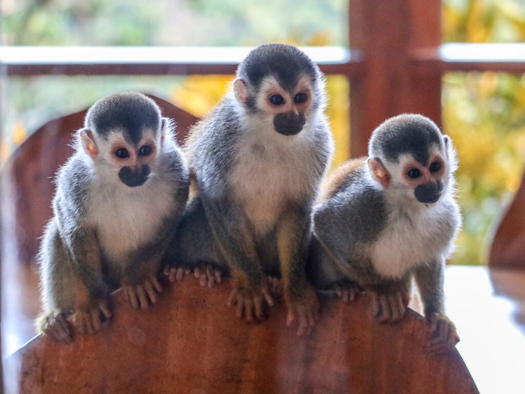 three monkeys in costa rica