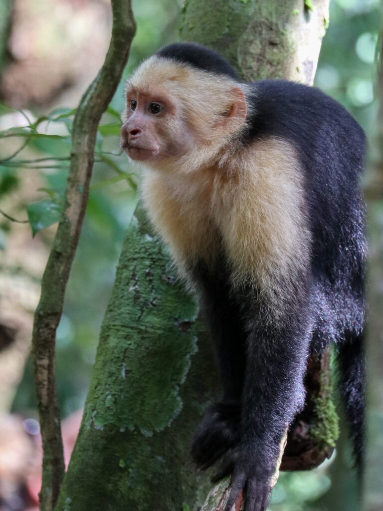 a monkey