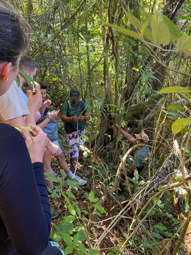 A group of travelers stands in El Impossible National Park forest and eats bites of leaves.