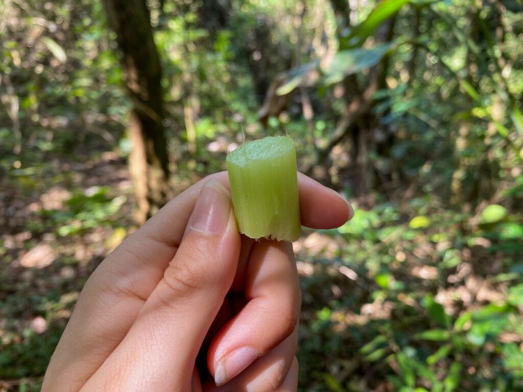 Sarah's hand holds a green plant that looks similar to a slice of celery.