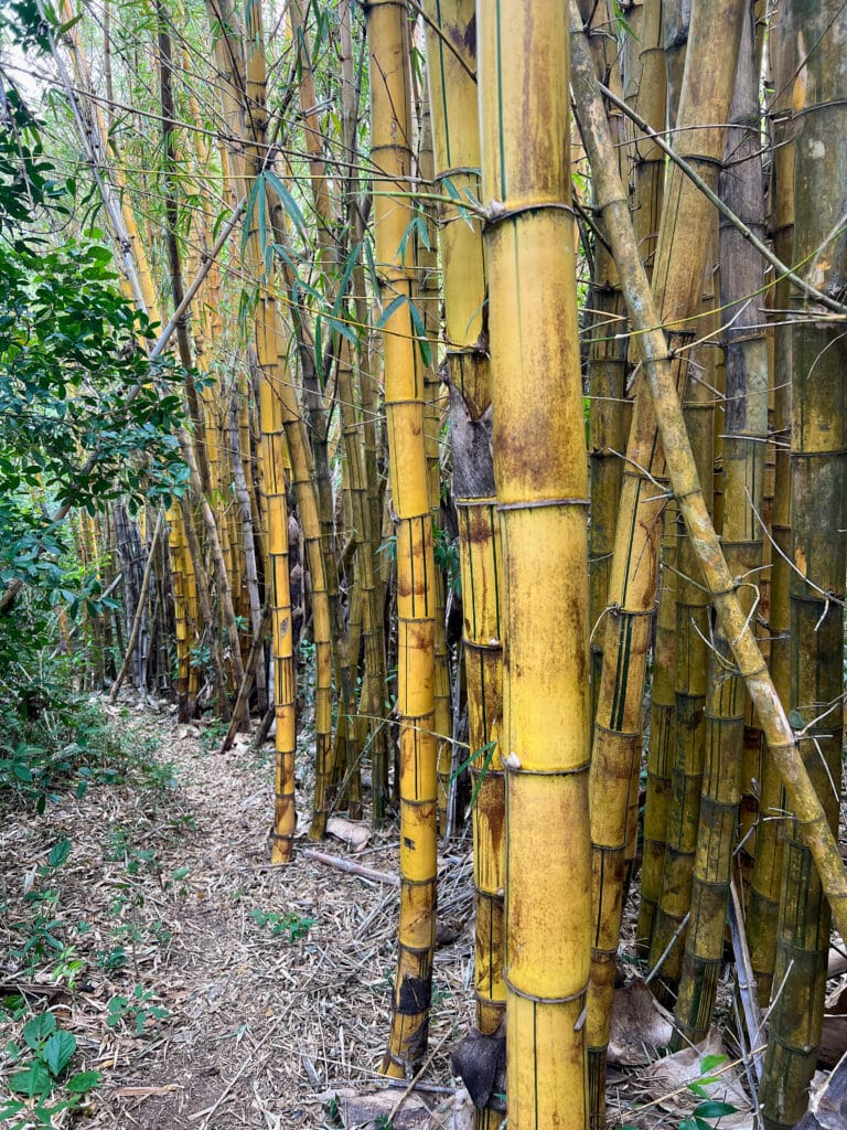 A tall bamboo forest in El Salvador