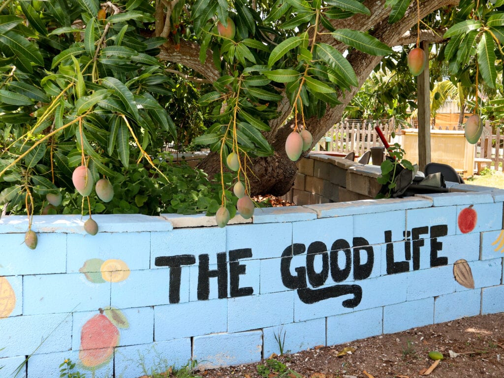 Mango trees at Grimal Grove.