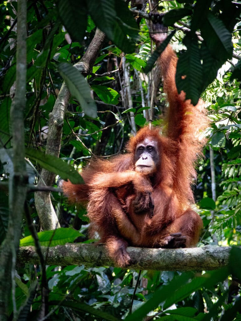 A Sumatra orangutan sits on a branch