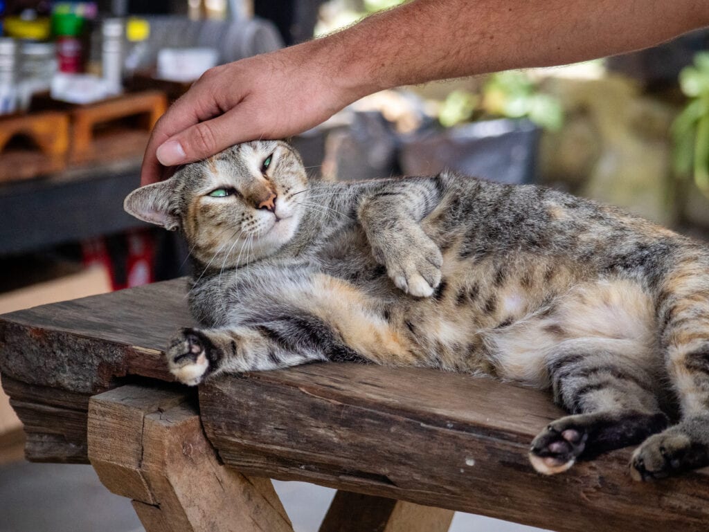 A cat in Sumatra