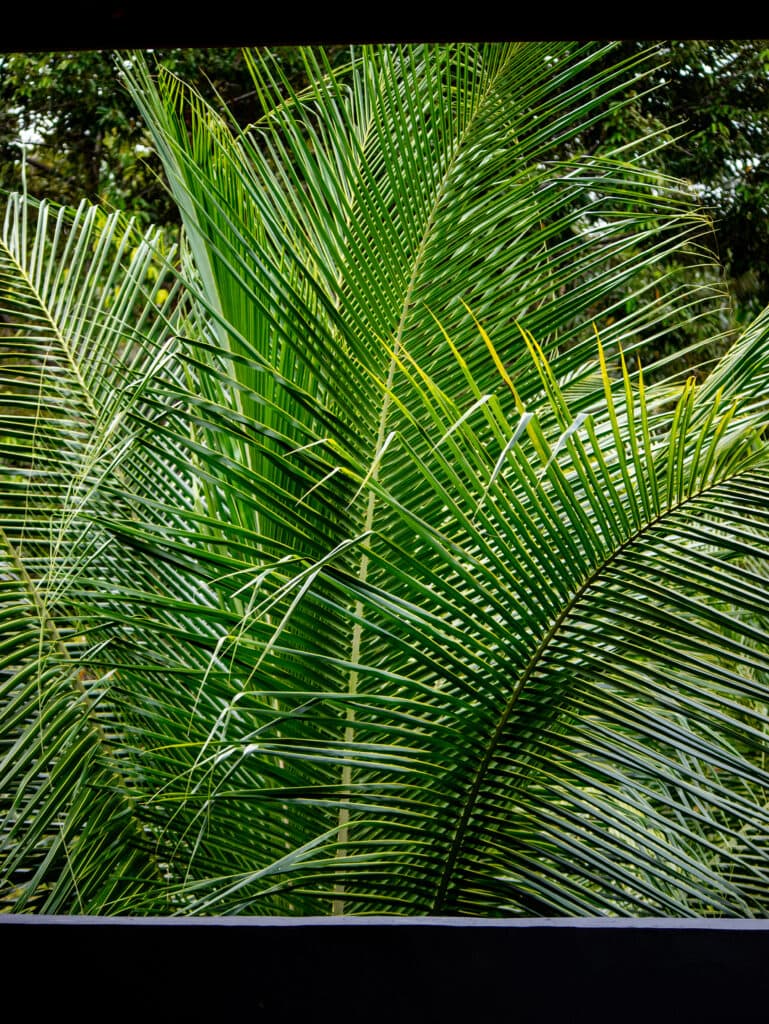 Palm leaves viewed from bedroom window