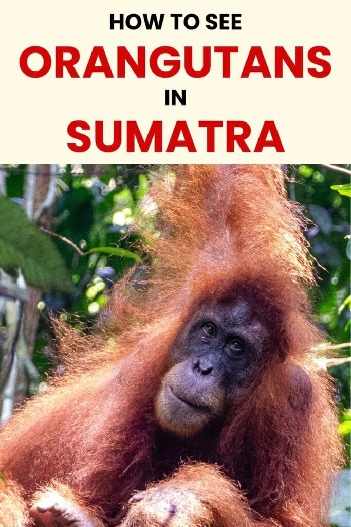 Absolutely everything you NEED to know about Bukit Lawang orangutan trekking - including ethical trekking companies, packing lists, and more!