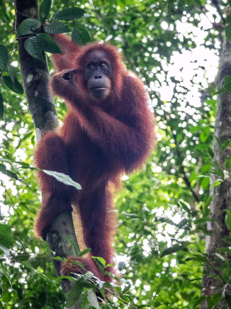 Sumatra orangutan