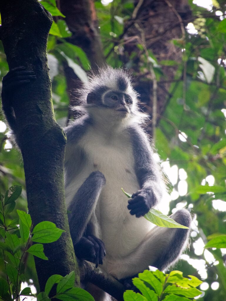 Thomas leaf monkey in Sumatra holds a leaf