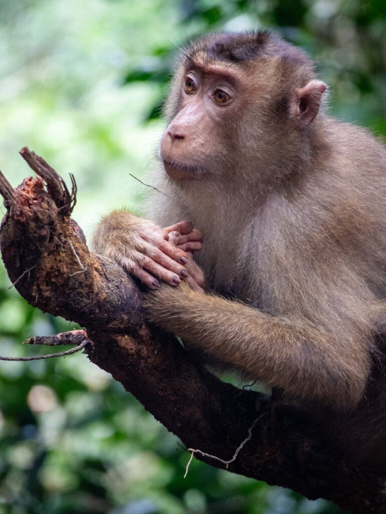 Thoughtful pig tailed macaque monkey in Sumatra