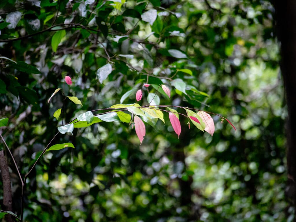 Leaves in the jungle of Sumatra