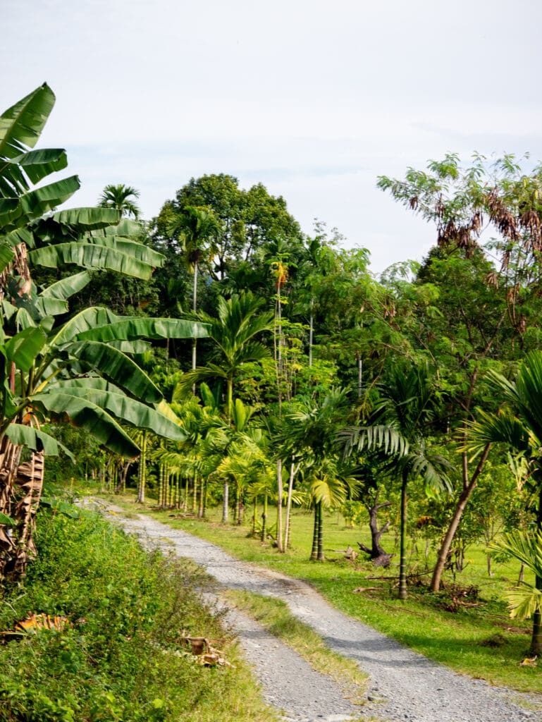 Road in Sumatra