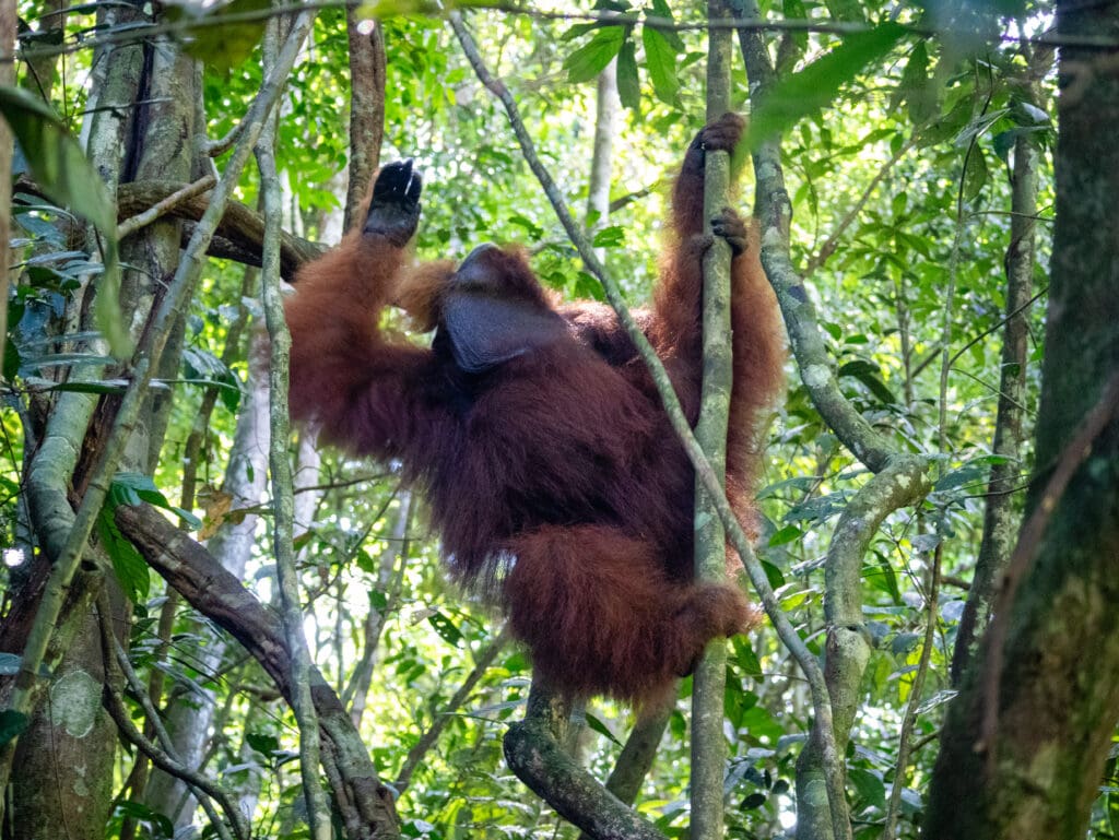Male Sumatra orangutan with neck pouch