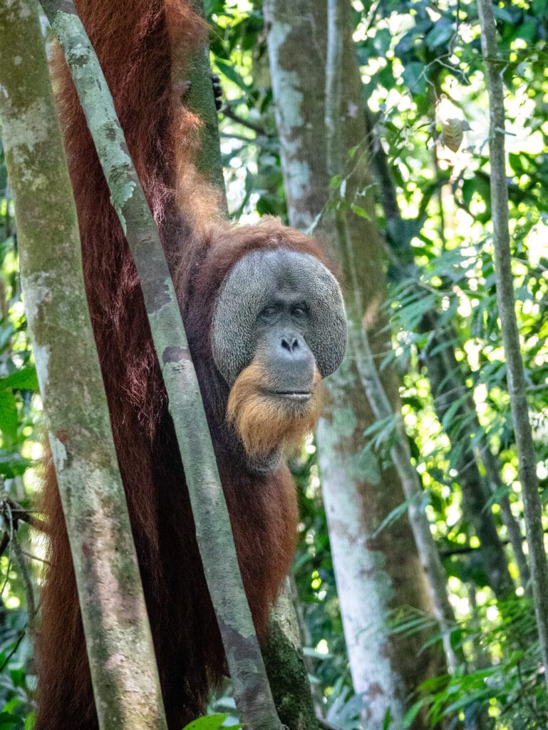 Male flanged orangutan