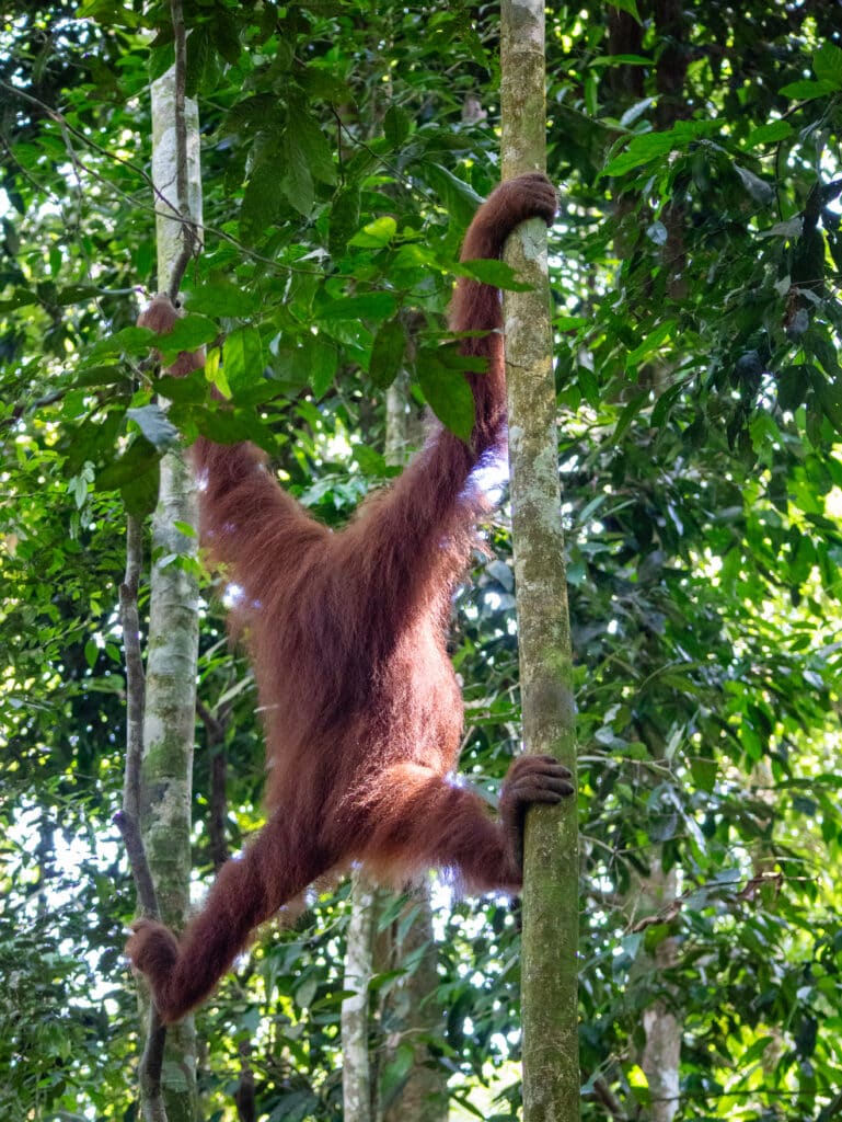 Sumatra orangutan holds himself up by two trees