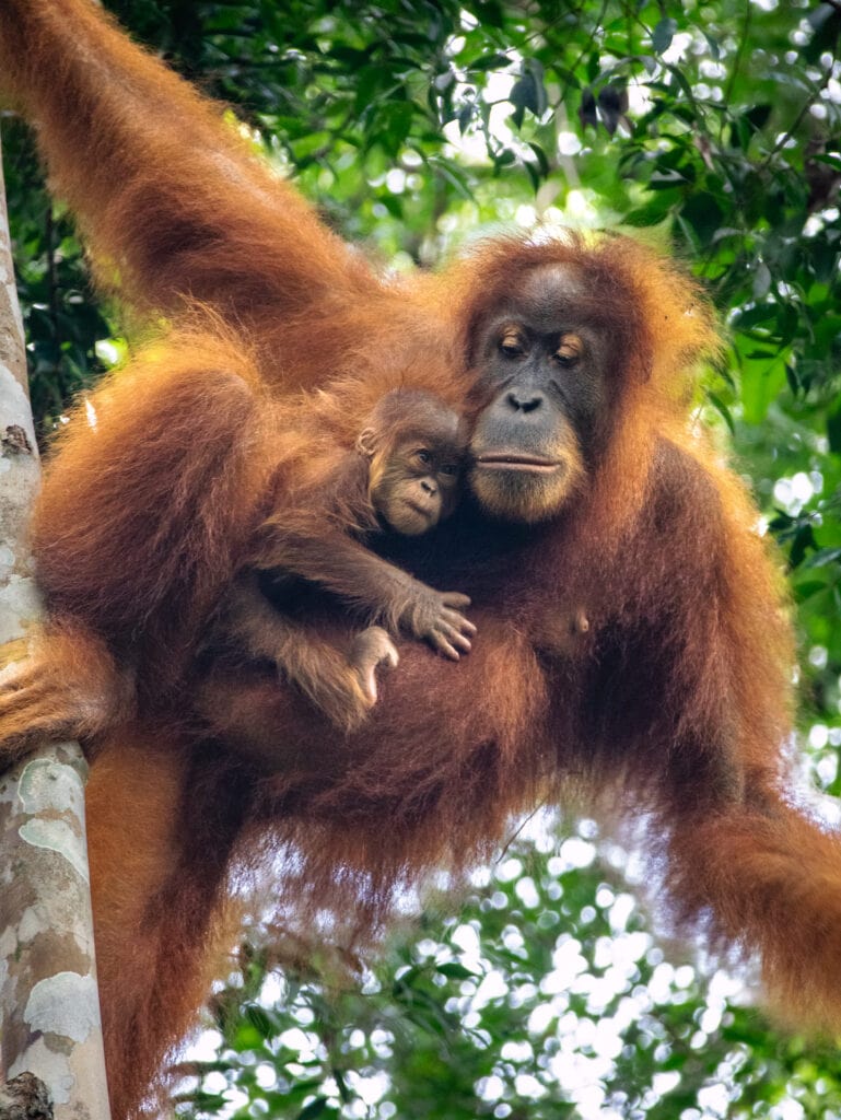 Mother and baby Sumatra orangutan