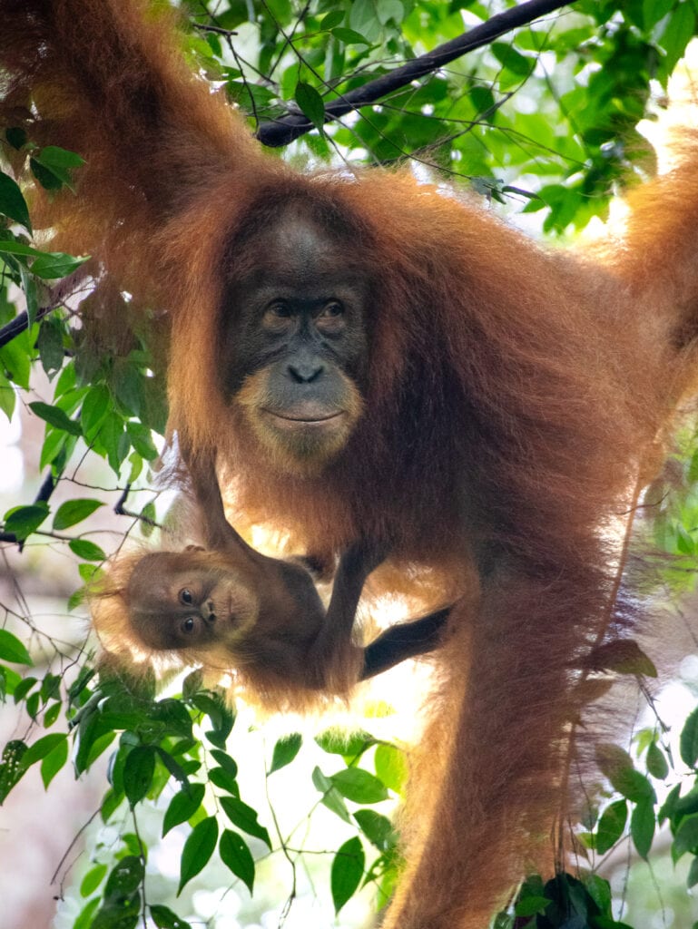 Baby orangutan hangs upside down from mother orangutan
