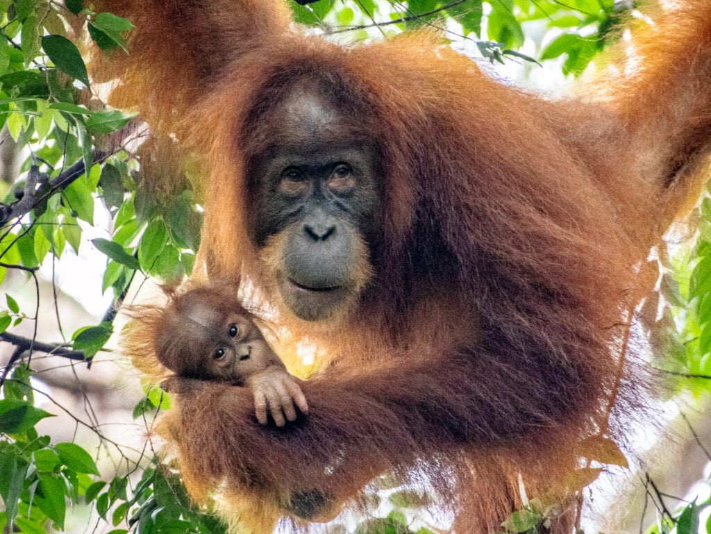 Mother and baby Sumatra orangutan